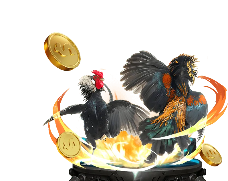 Chiến thuật cá cược Đá gà Kimsa Casino